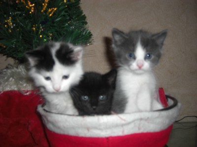 три котенка